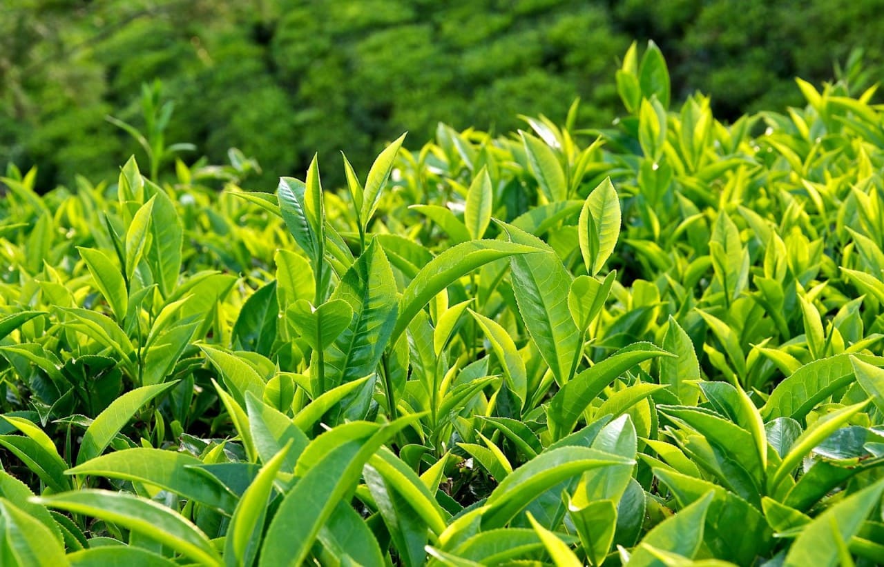 Búp trà Oolong chất lượng cao được tuyển chọn từ vùng núi Tây Bắc, mang hương thơm tự nhiên, vị trà rõ nét và hậu vị kéo dài, phù hợp cho các dòng trà sữa đậm vị hiện đại.